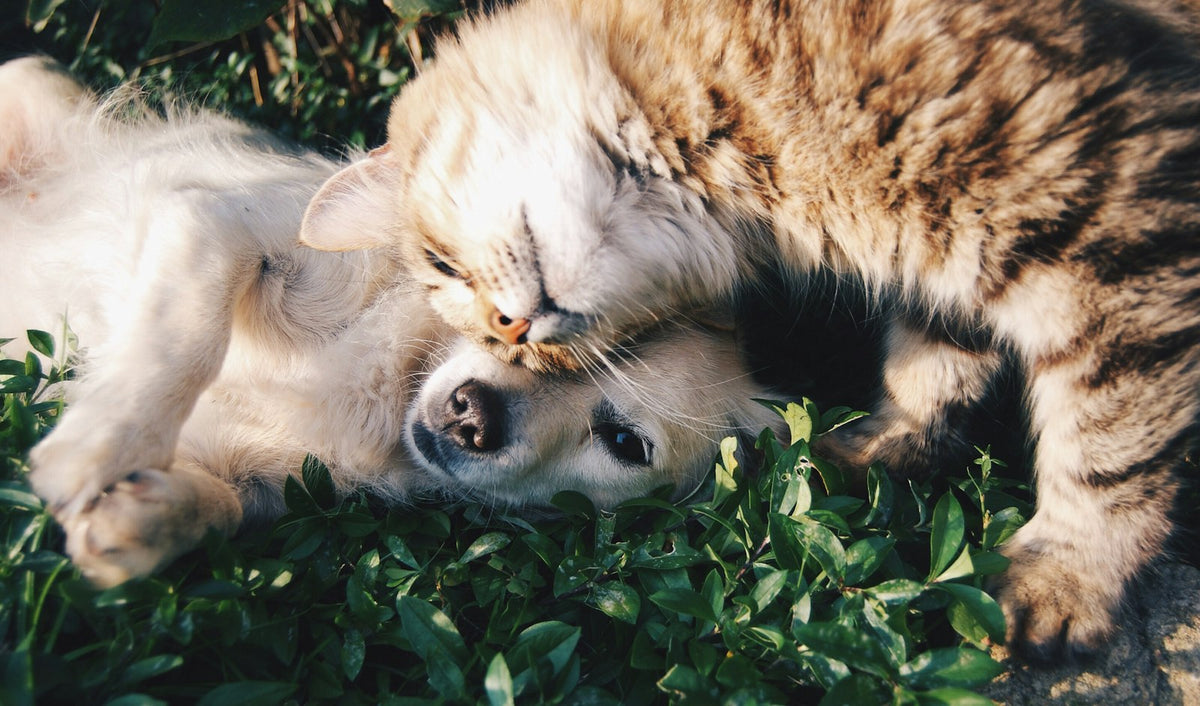 Dog and cat cuddling together