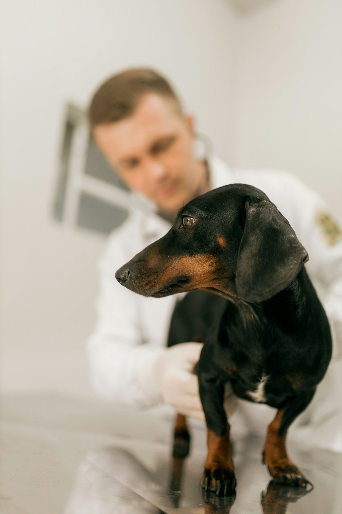 Veterinarian holding a dachshund during a check-up