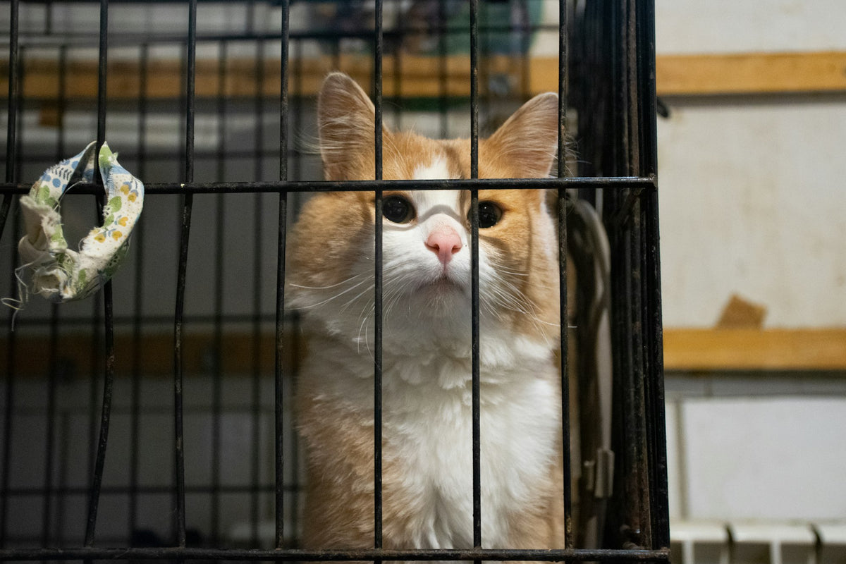 Cat waiting in a shelter cage