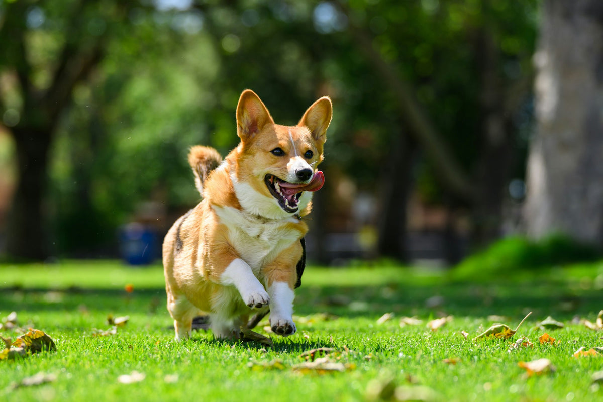 Happy corgi running on the grass