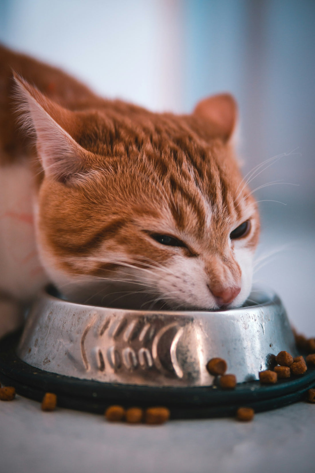 Cat eating from a food bowl