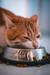 Cat eating from a food bowl