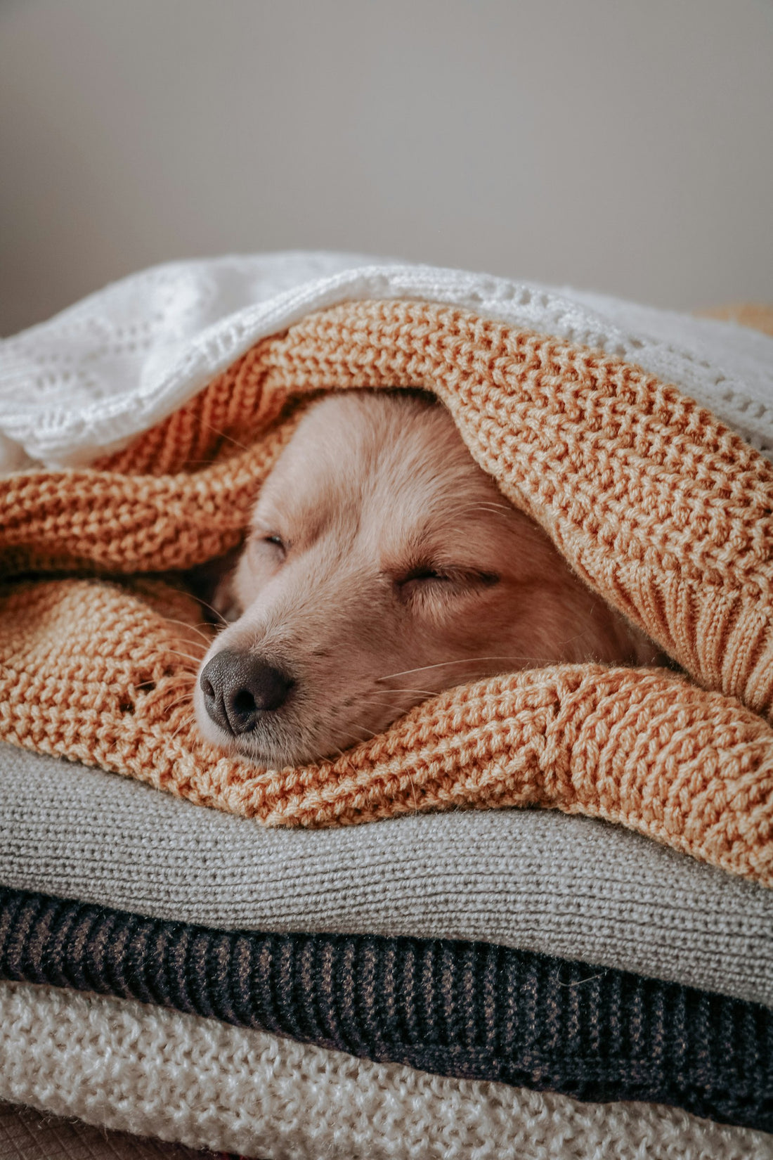 Dog wrapped in a warm knitted blanket