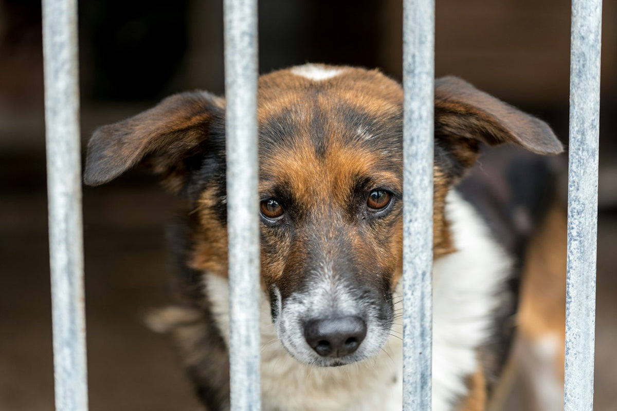Dog looking through shelter bars