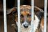 Shelter dog looking through the bars