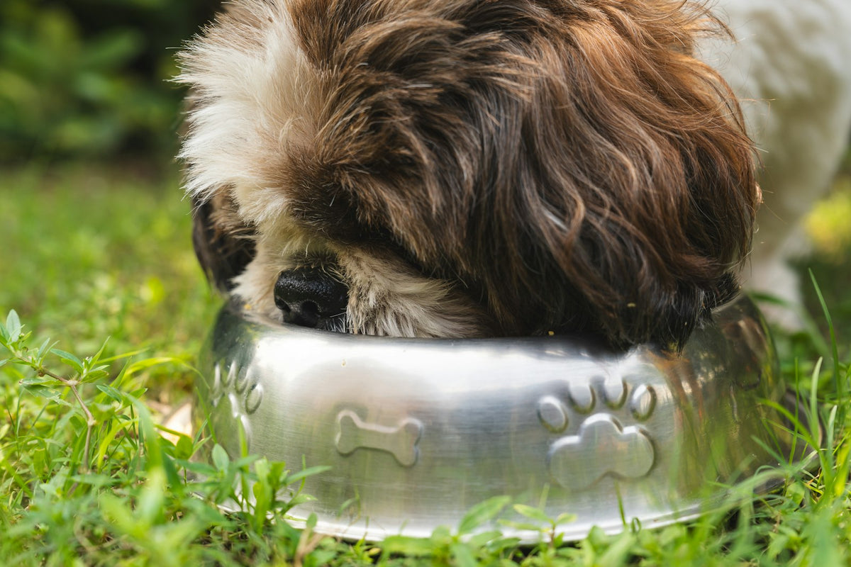 Dog eating from a food bowl