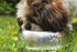 Dog eating from a food bowl
