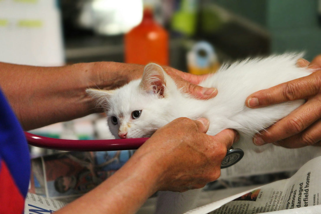 Kitten being gently checked by a vet