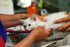 Kitten being gently checked by a vet
