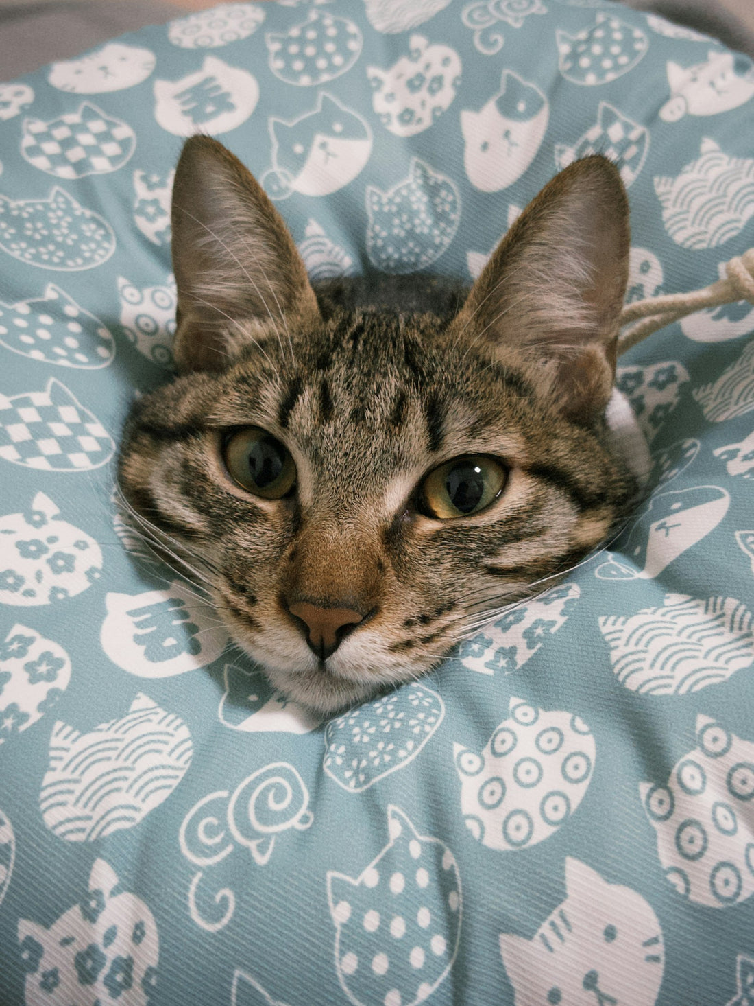 Tabby cat resting after a vet visit